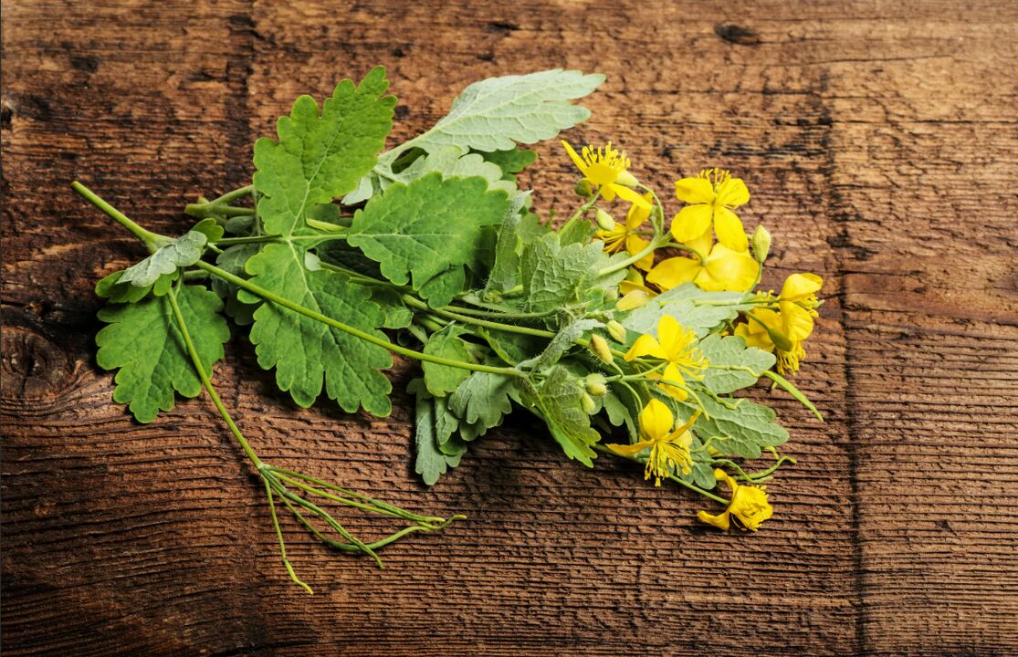 Celandine - a healing plant against toenail fungus